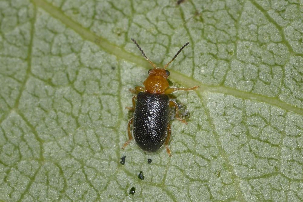 Zeugophora cf. subspinosa - Chrysomelidae